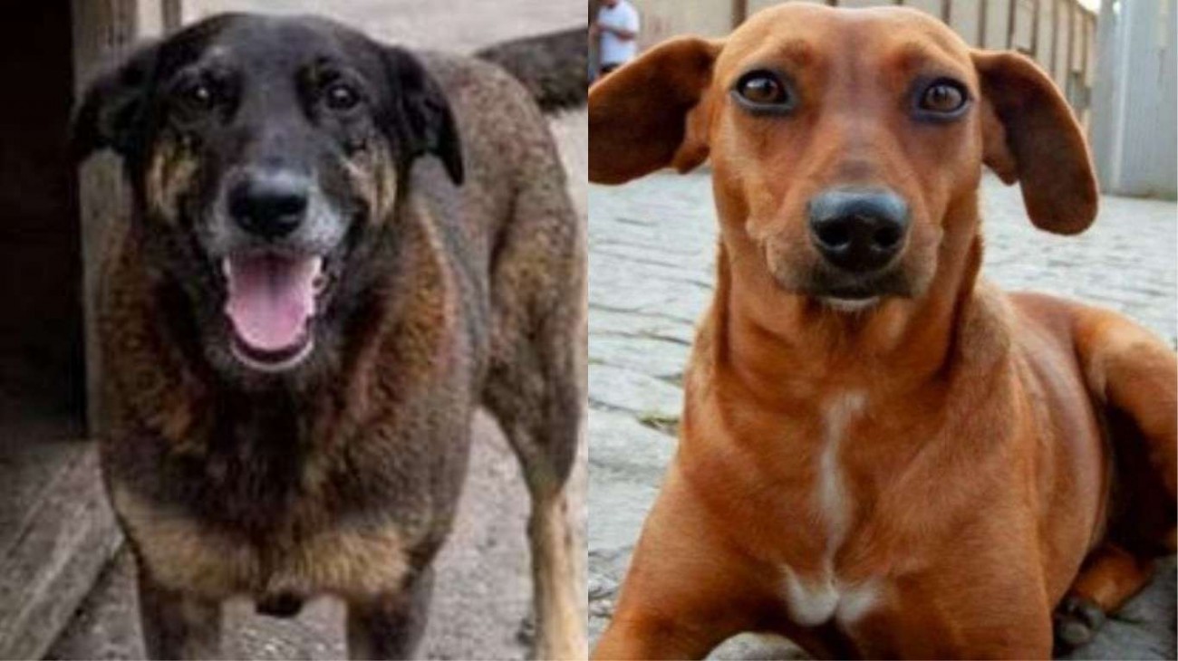 Indignação virtual: os casos dos cães Orelha e Caramelo