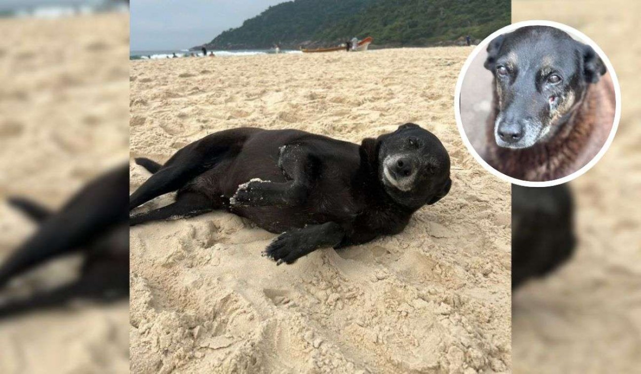 Morre Pretinha, a cadela que evidencia a omissão do poder público na Praia Brava