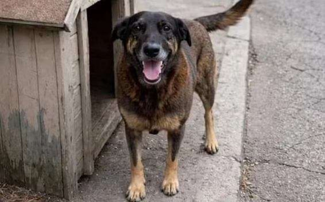 Pais de adolescente acusado de matar o cão Orelha tentam fugir enviando filho à Austrália