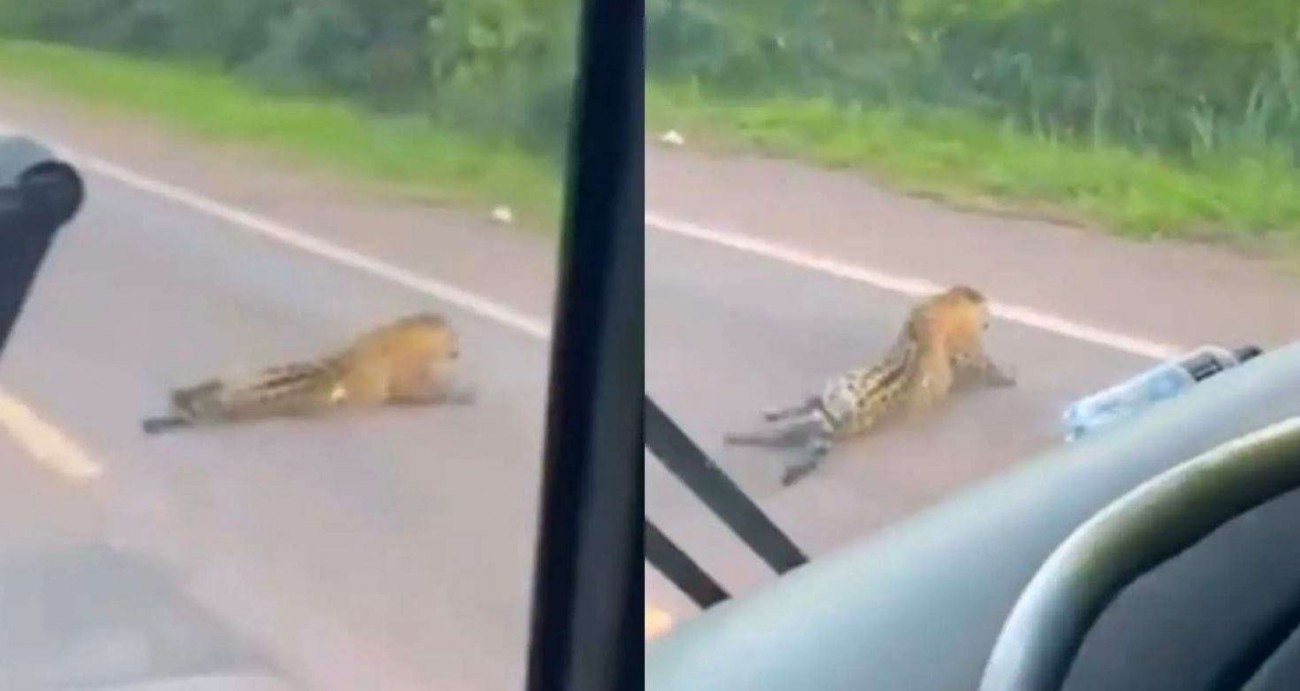 Onça-pintada atropelada se arrasta por rodovia antes de morrer e expõe negligência na BR-262