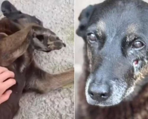 Novas informações sobre o caso Orelha que chocou o país