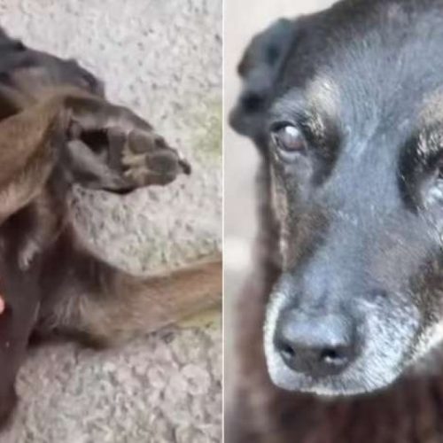 Novas informações sobre o caso Orelha que chocou o país