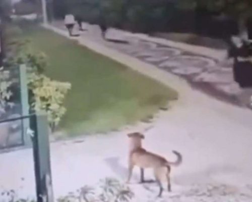 URGENTE: NOVAS IMAGENS CHOCANTES DE BRUTALIDADE CONTRA CÃOZINHO EM SC (VEJA O VÍDEO)