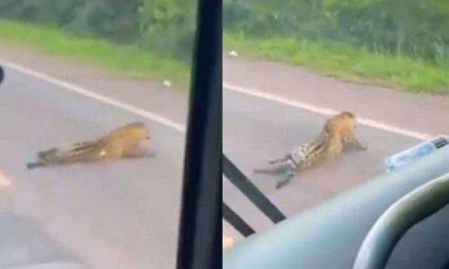 Onça-pintada atropelada se arrasta por rodovia antes de morrer e expõe negligência na BR-262