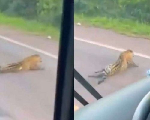 Onça-pintada atropelada se arrasta por rodovia antes de morrer e expõe negligência na BR-262