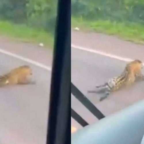 Onça-pintada atropelada se arrasta por rodovia antes de morrer e expõe negligência na BR-262