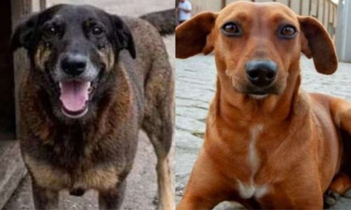 Indignação virtual: os casos dos cães Orelha e Caramelo