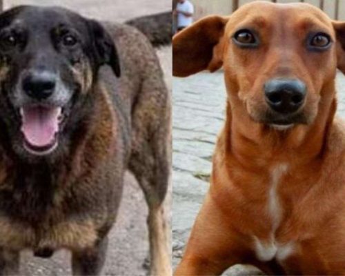 Indignação virtual: os casos dos cães Orelha e Caramelo