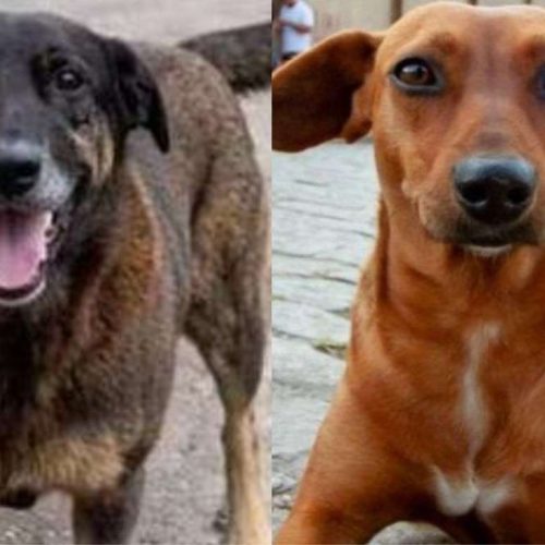 Indignação virtual: os casos dos cães Orelha e Caramelo