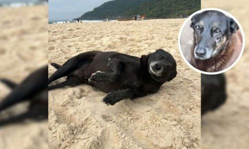 Morre Pretinha, a cadela que evidencia a omissão do poder público na Praia Brava