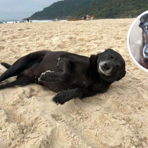Morre Pretinha, a cadela que evidencia a omissão do poder público na Praia Brava