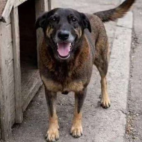 Cachorro Orelha: indignação nacional enquanto o Brasil ignora bilhões em corrupção