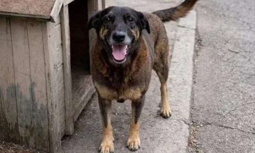 Pais de adolescente acusado de matar o cão Orelha tentam fugir enviando filho à Austrália