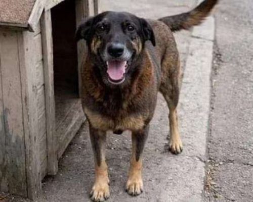 Pais de adolescente acusado de matar o cão Orelha tentam fugir enviando filho à Austrália