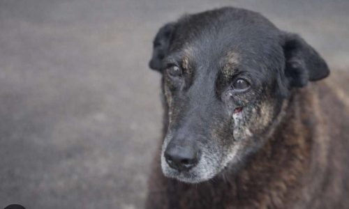Adolescentes que mataram o cão Orelha retornam dos EUA e são surpreendidos pela polícia no aeroporto