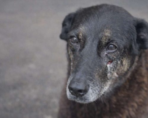 Adolescentes que mataram o cão Orelha retornam dos EUA e são surpreendidos pela polícia no aeroporto