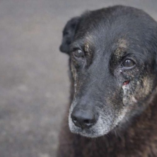 Adolescentes que mataram o cão Orelha retornam dos EUA e são surpreendidos pela polícia no aeroporto