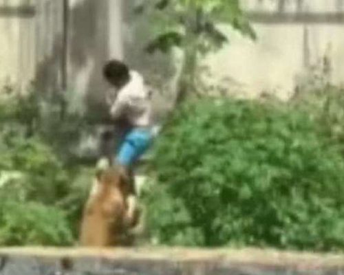 Ataque de leoa ao jovem que invadiu recinto em zoológico era previsível e plenamente explicável