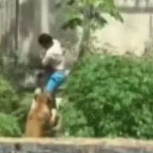 Ataque de leoa ao jovem que invadiu recinto em zoológico era previsível e plenamente explicável