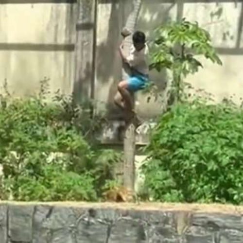 URGENTE: Homem entra em jaula e morre atacado por leoa (veja o vídeo)
