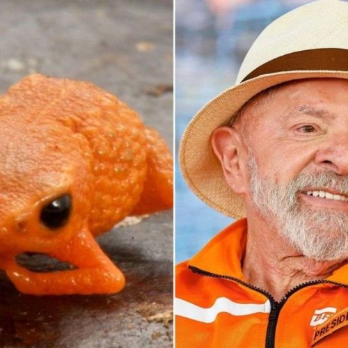 Pesquisadores batizam sapo brasileiro recém‑descoberto com nome de Lula
